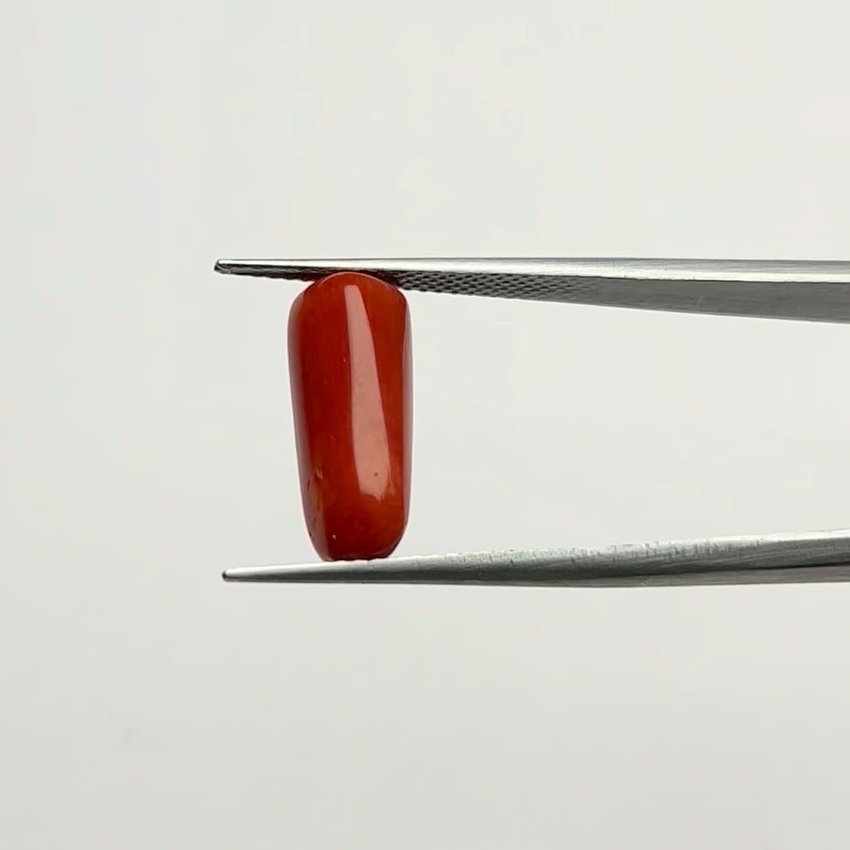 Red Coral | 6.00 Ratti