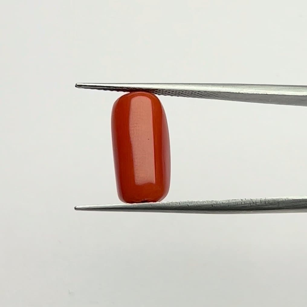 Red Coral | 7.25 Ratti