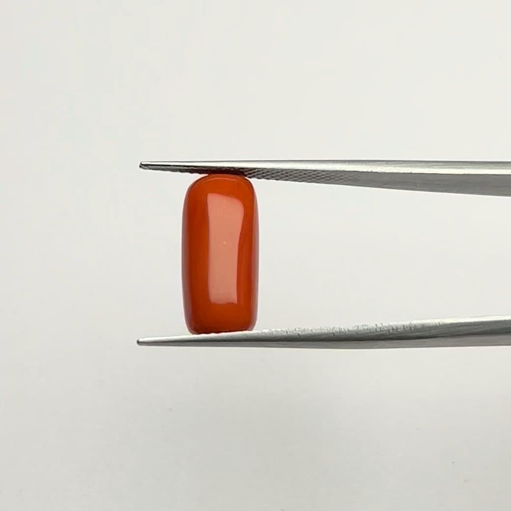 Red Coral | 7.25 Ratti