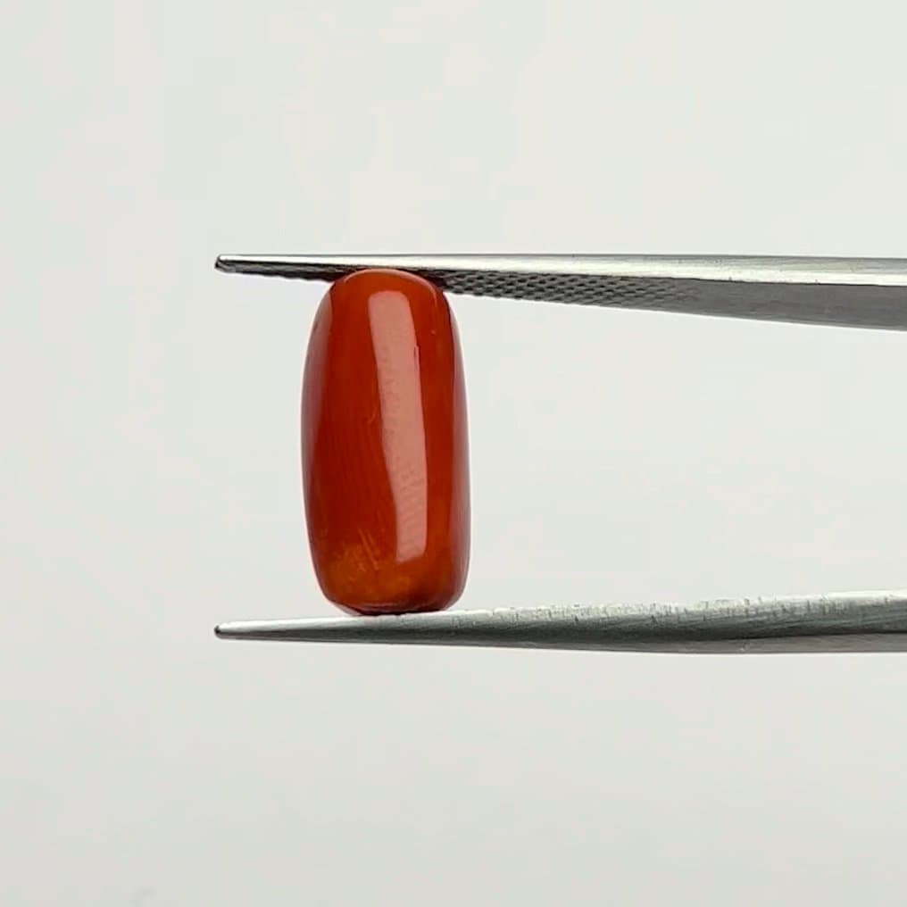 Red Coral | 6.25 Ratti