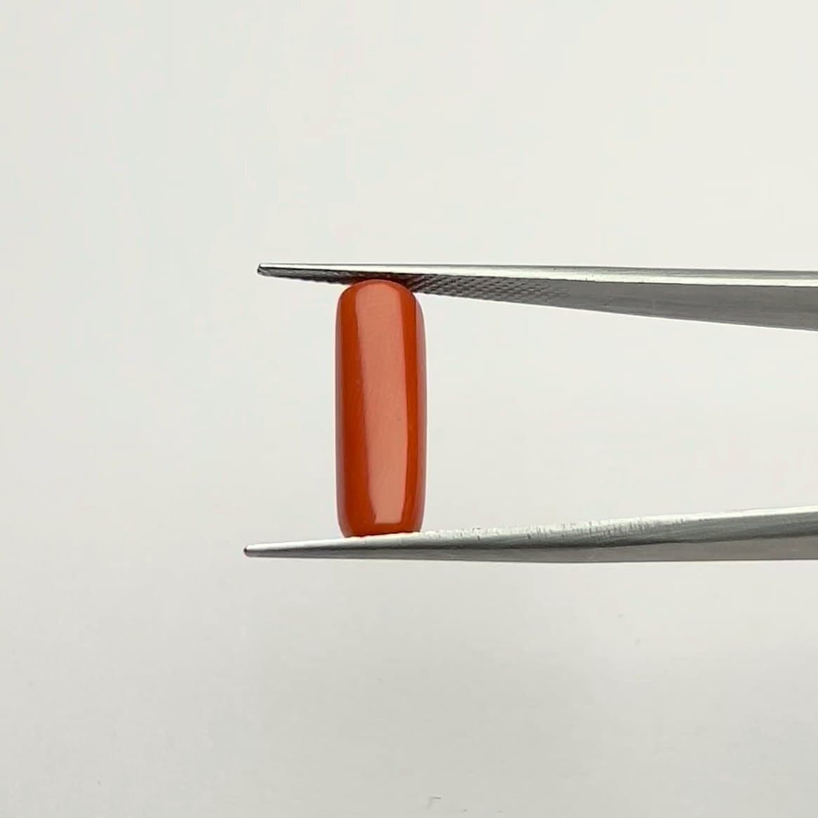 Red Coral | 6.00 Ratti