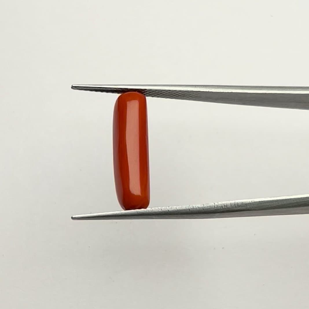 Red Coral | 6.00 Ratti