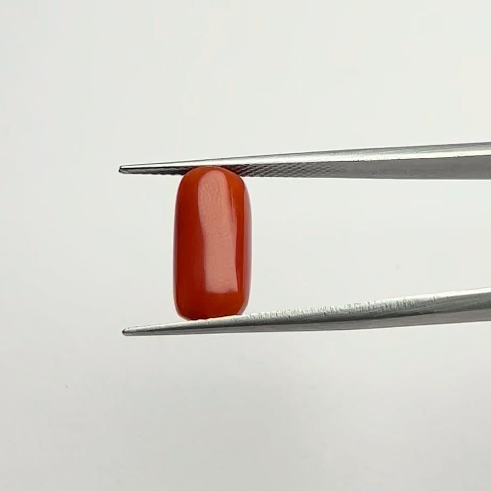 Red Coral | 6.50 Ratti