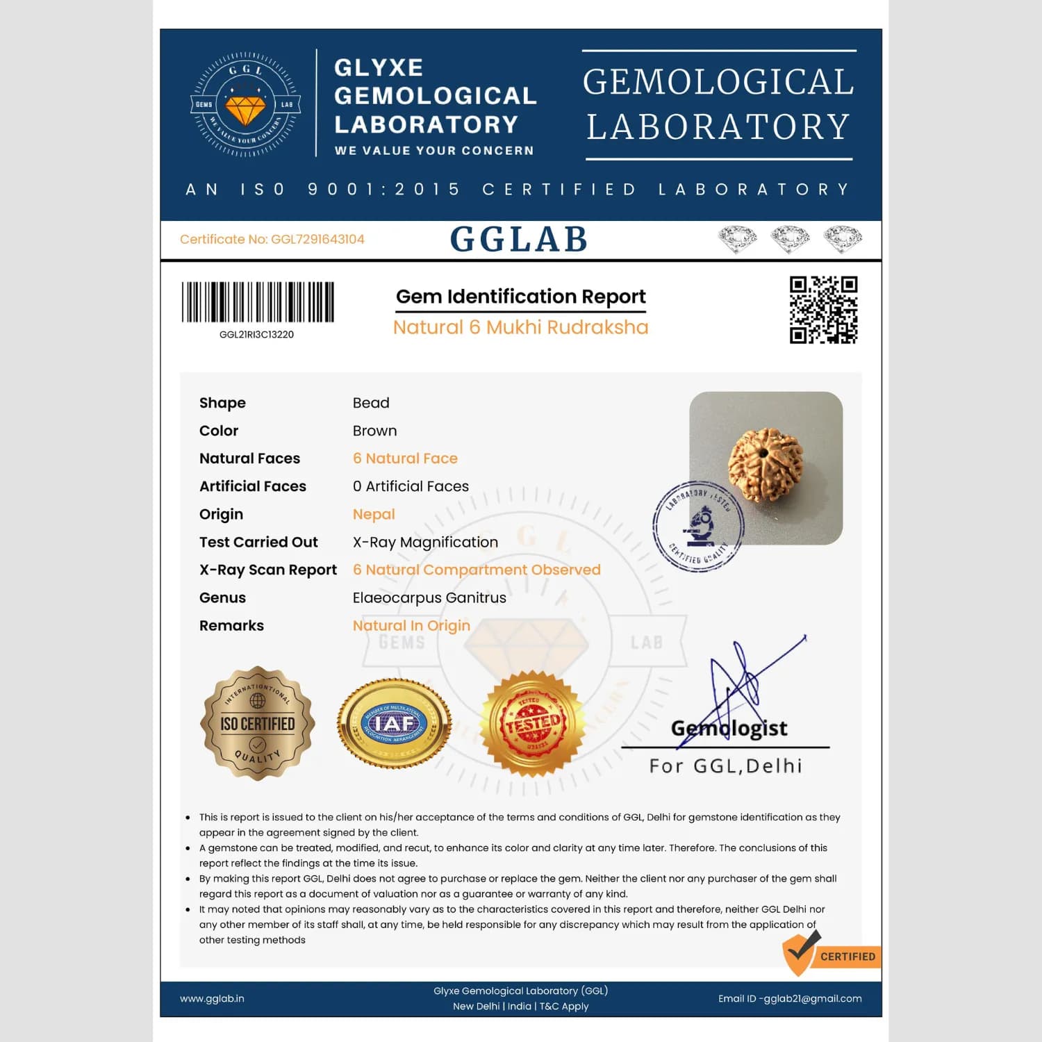6 Mukhi Rudraksha