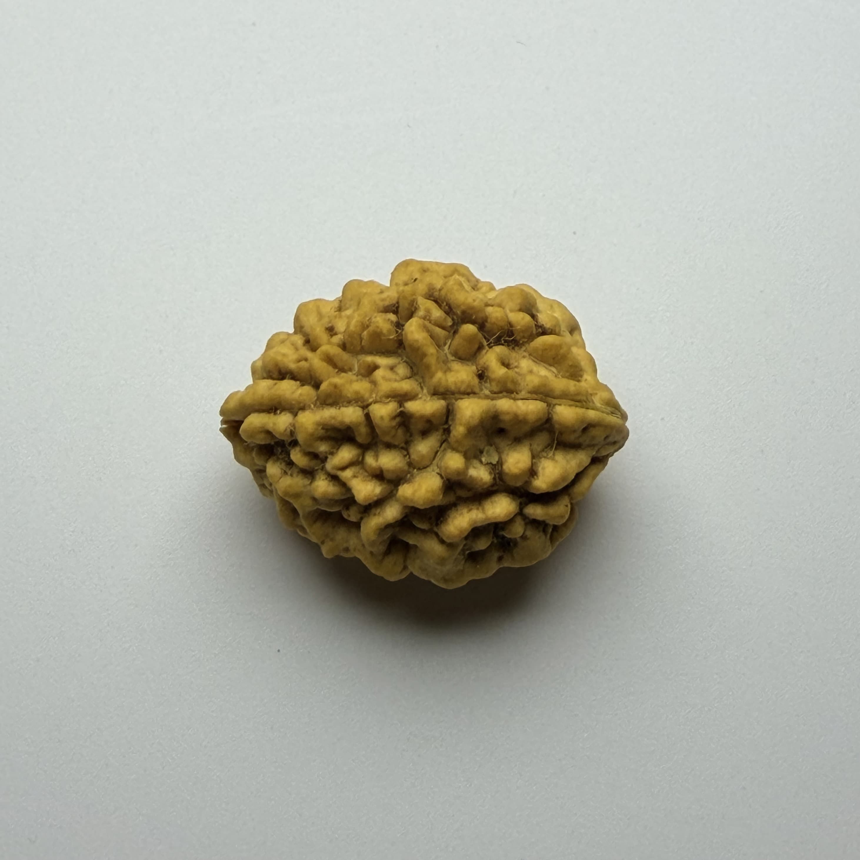 2 Mukhi Rudraksha