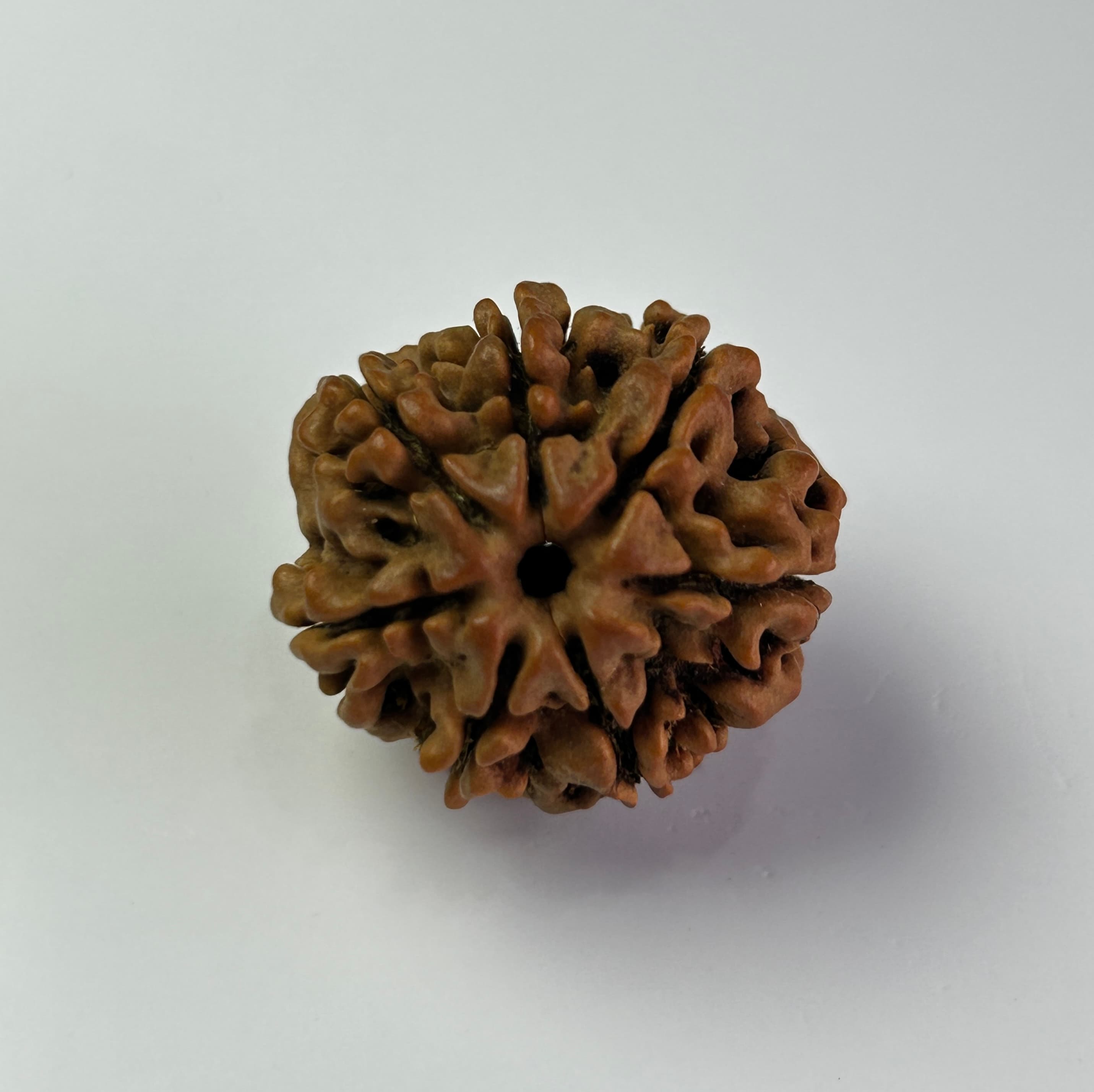 7 Mukhi Rudraksha