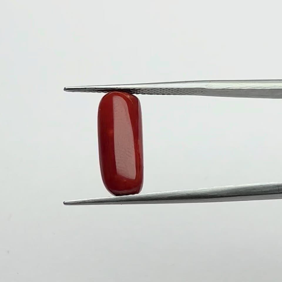 Red Coral | 6.00 Ratti