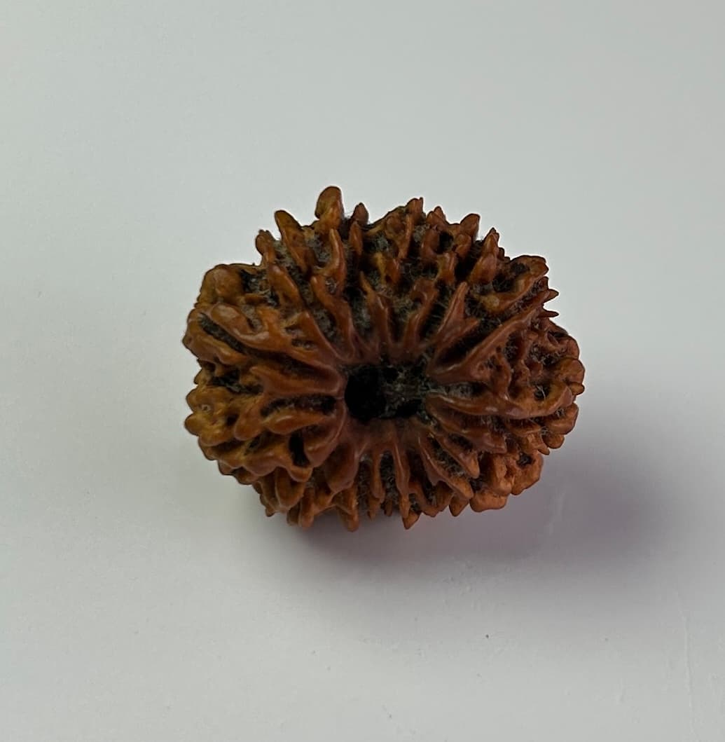 13 Mukhi Rudraksha