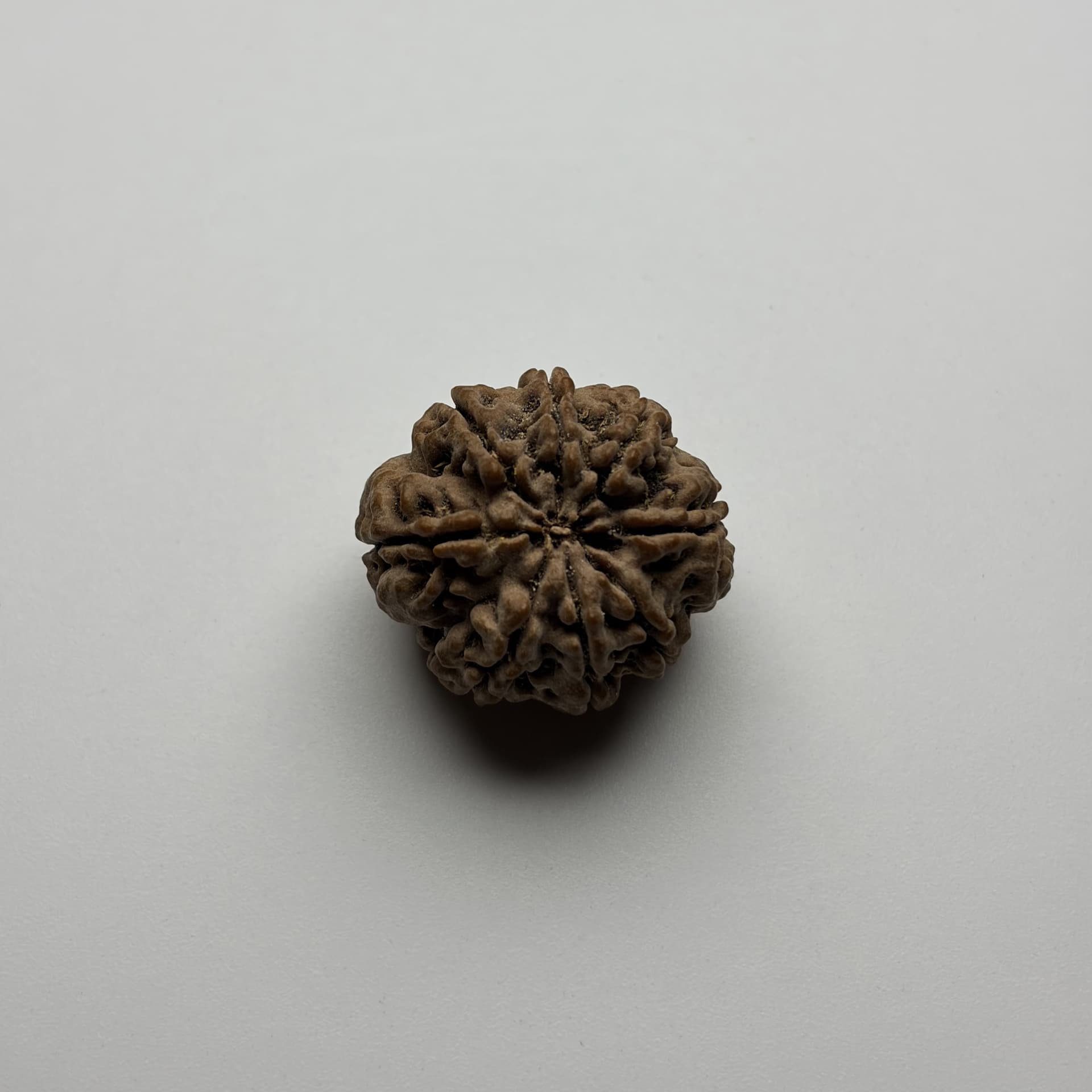 8 Mukhi Rudraksha