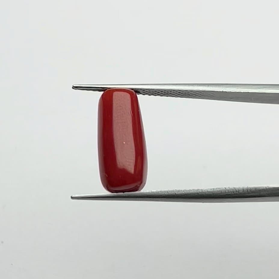 Red Coral | 6.50 Ratti