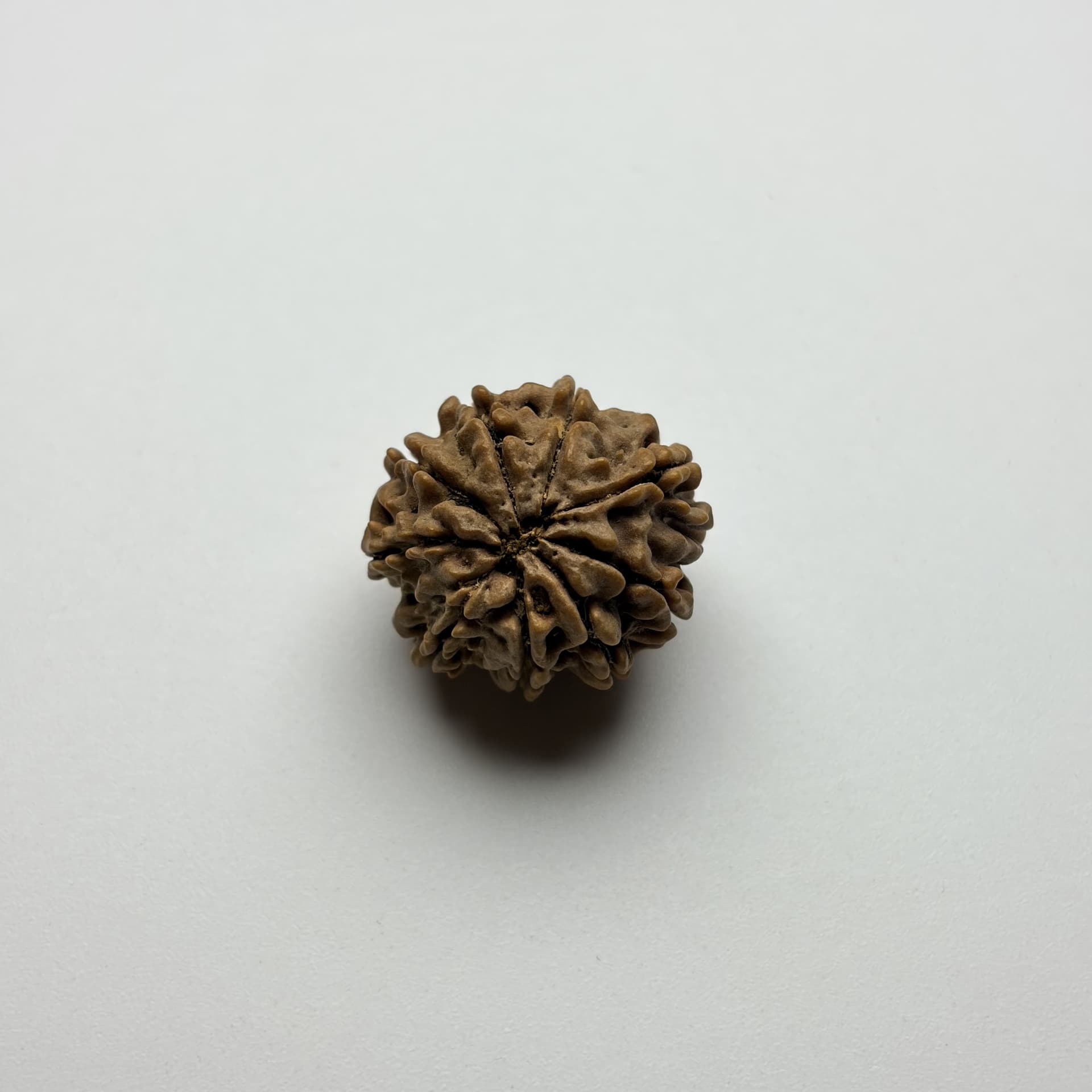 9 Mukhi Rudraksha