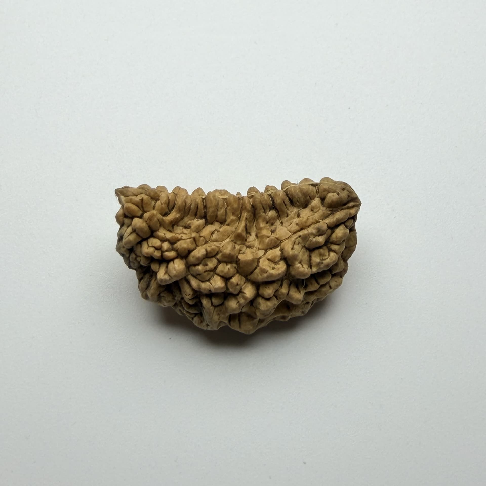 1 Mukhi Rudraksha
