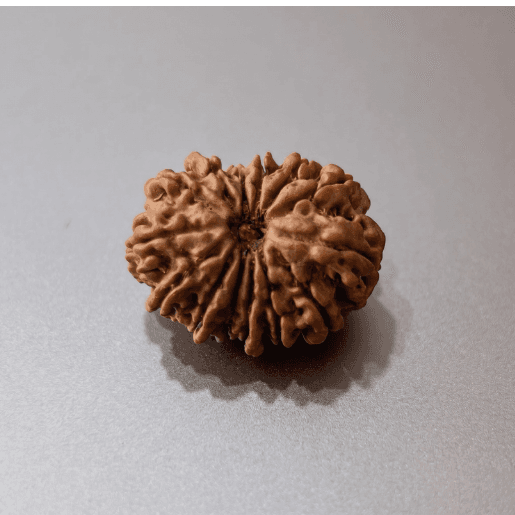 14 Mukhi Rudraksha