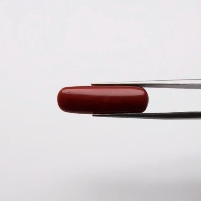 Red Coral | 10.00 Ratti