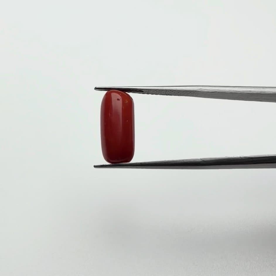 Red Coral | 6.00 Ratti