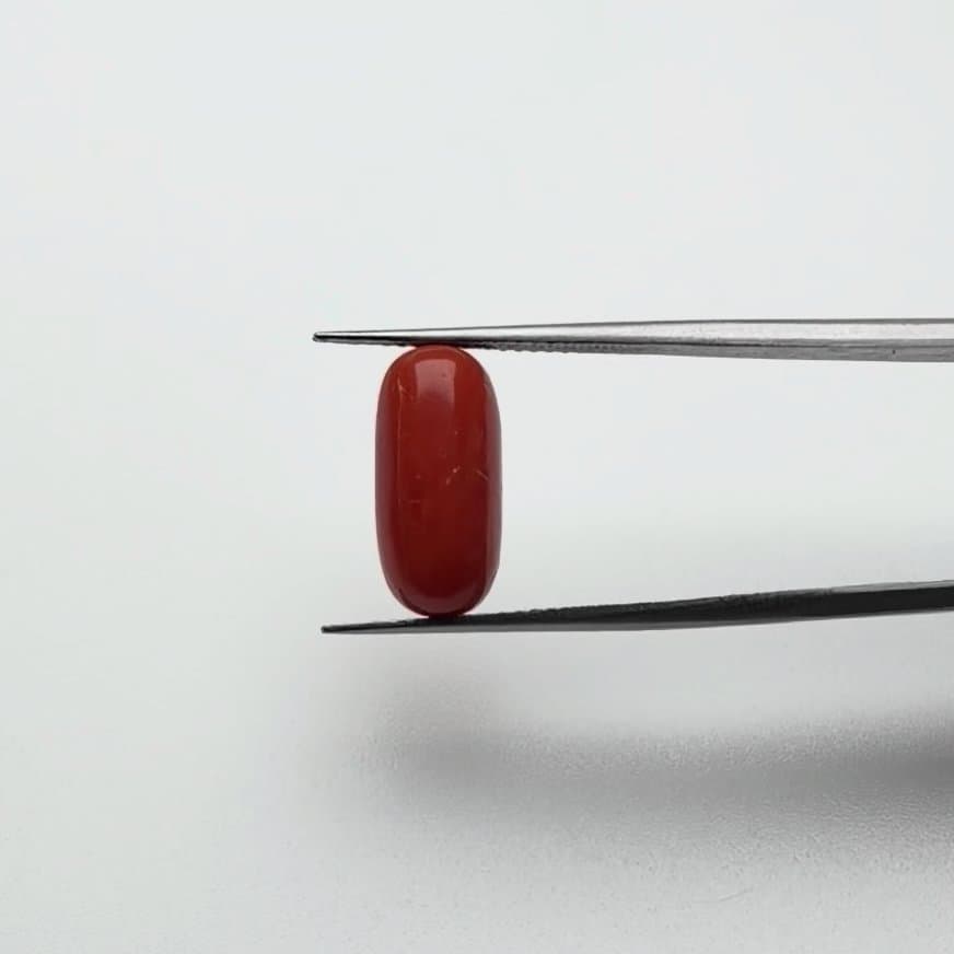 Red Coral | 5.50 Ratti