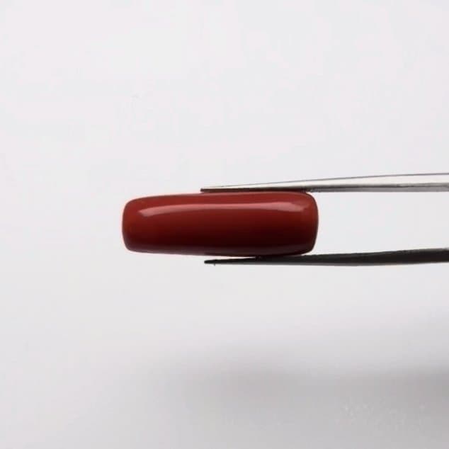Red Coral | 11.00 Ratti