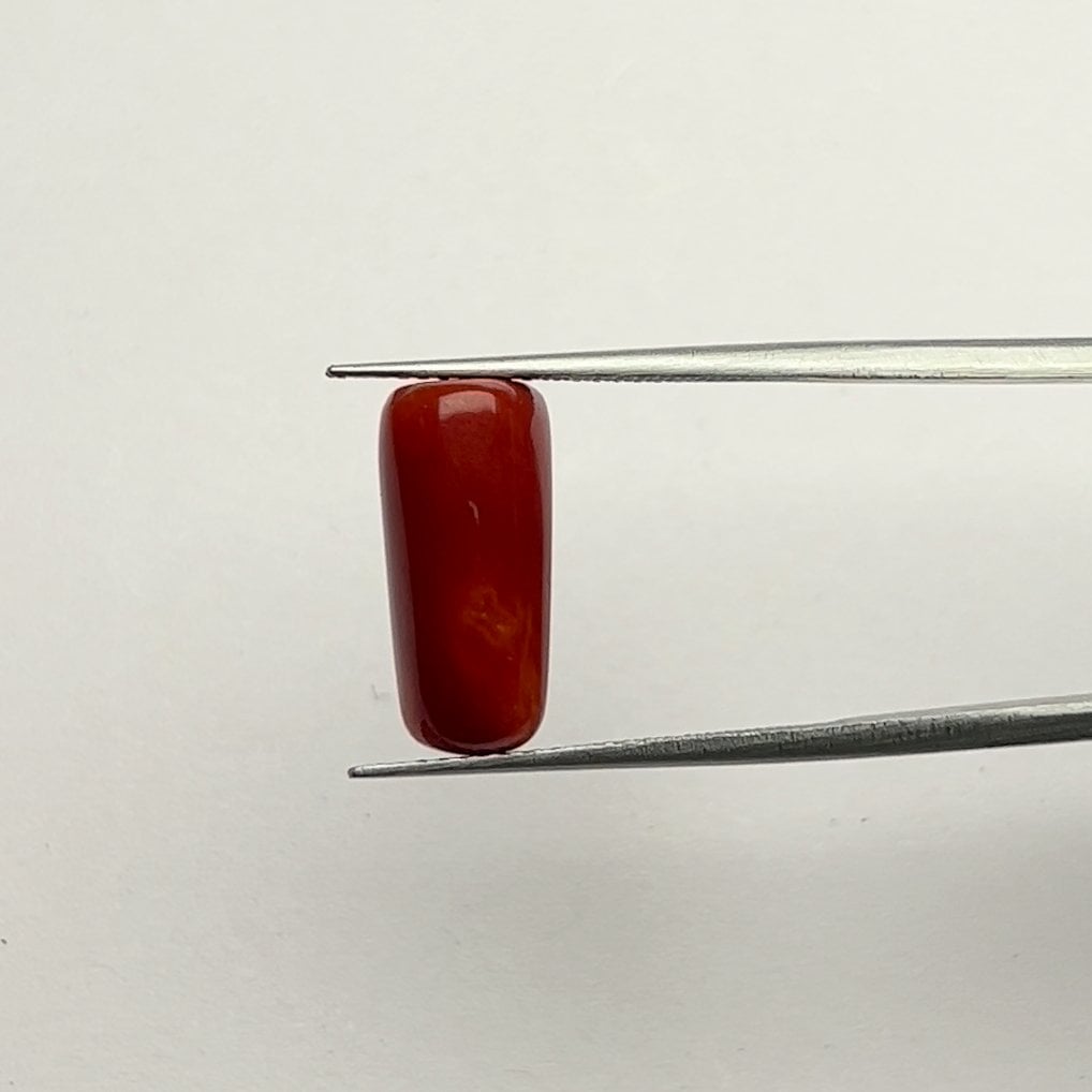 Red Coral | 6.50 Ratti