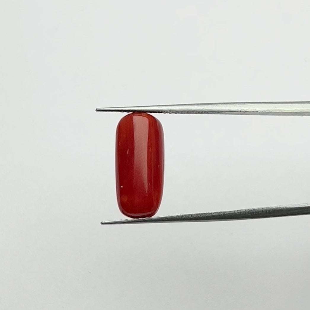 Red Coral | 6.50 Ratti