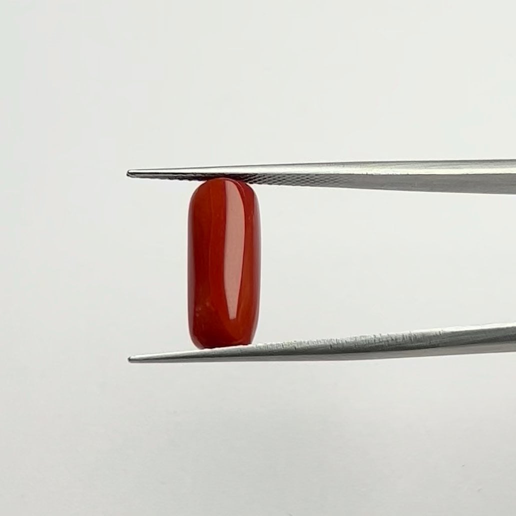 Red Coral | 6.25 Ratti