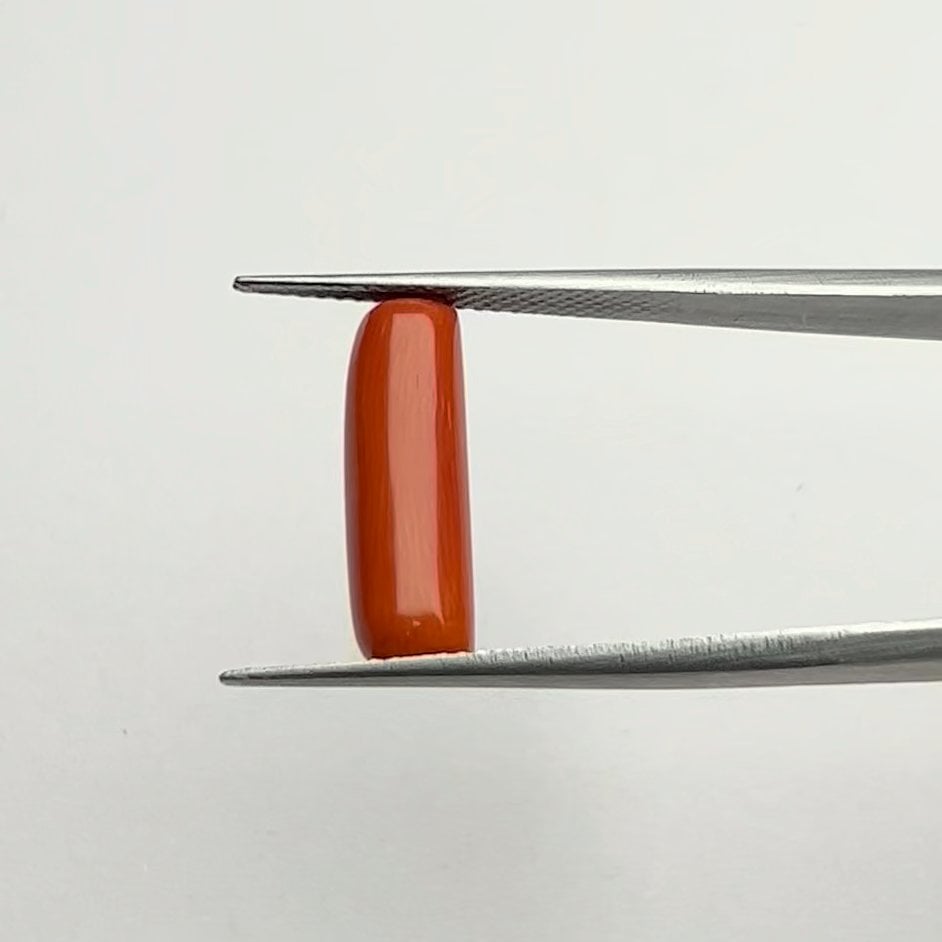 Red Coral | 6.00 Ratti