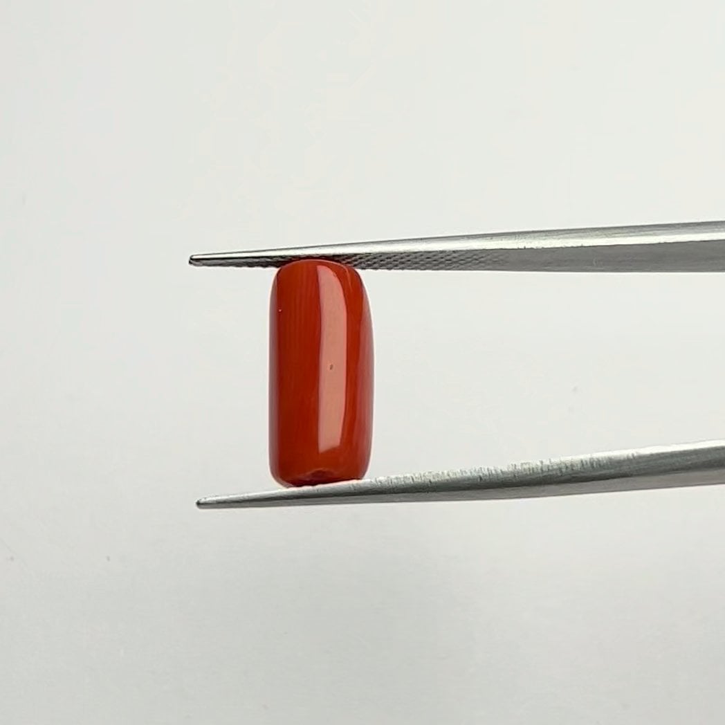Red Coral | 6.25 Ratti