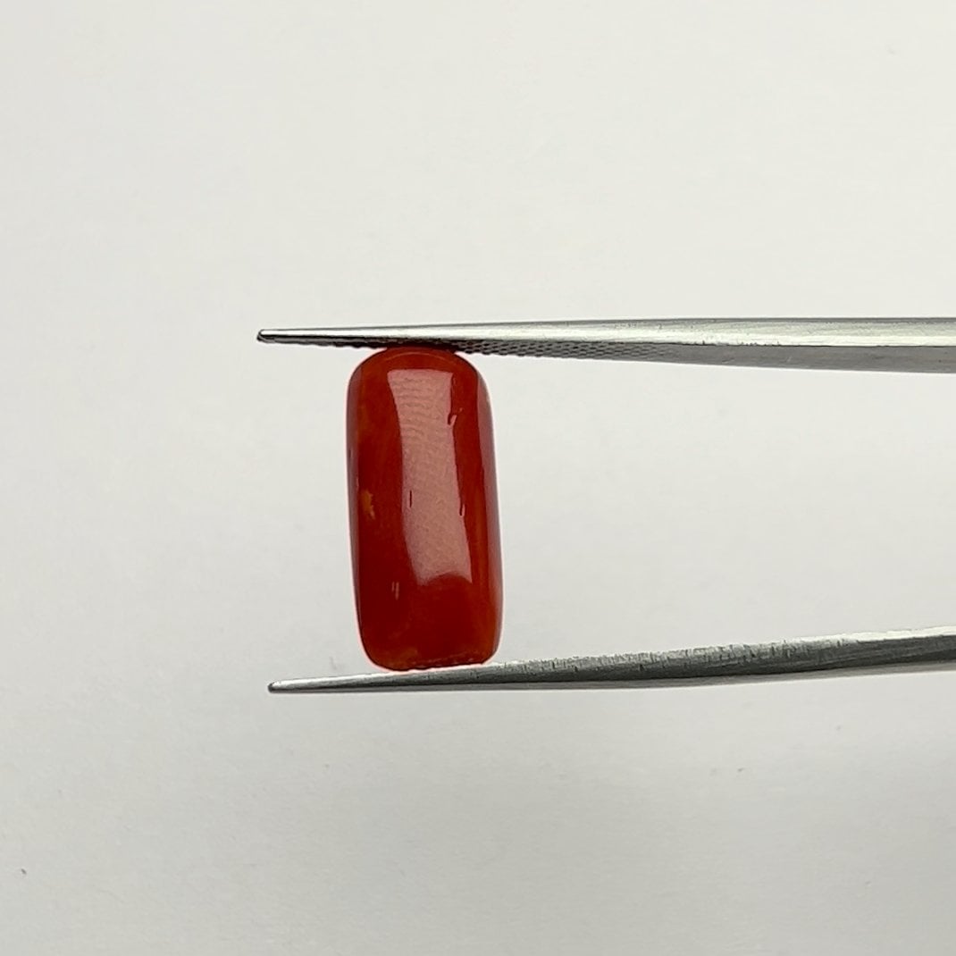 Red Coral | 6.50 Ratti