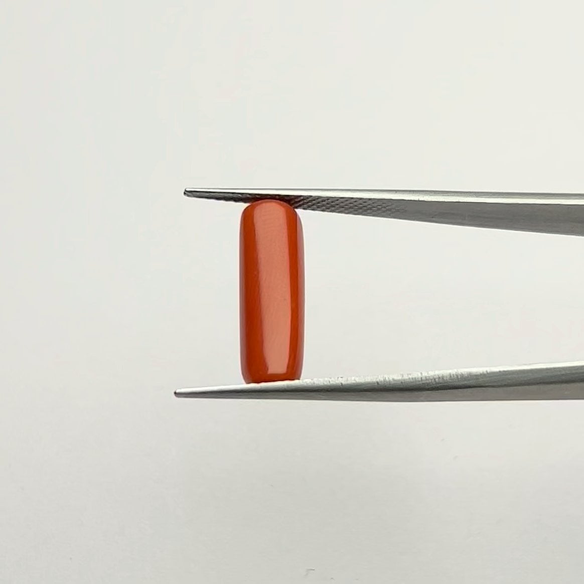 Red Coral | 6.00 Ratti