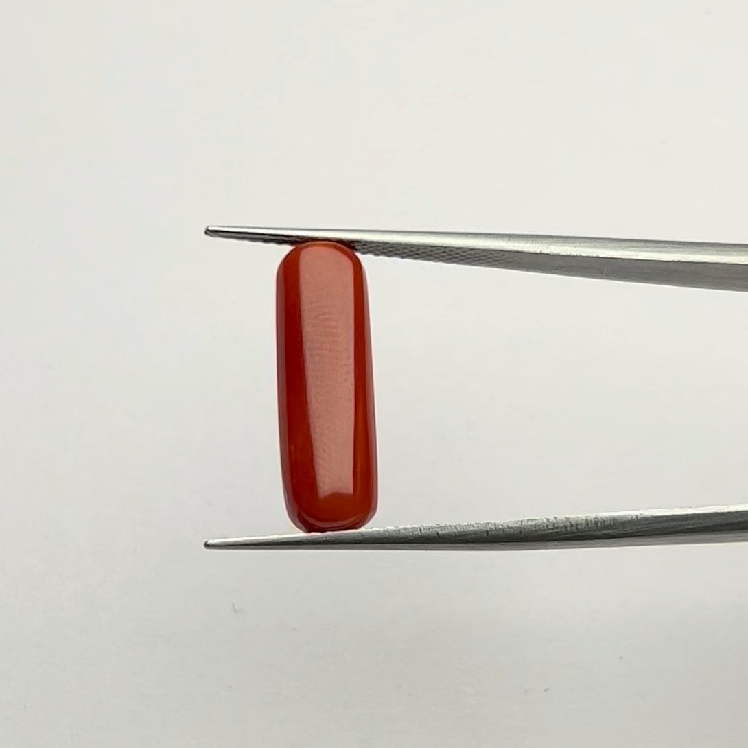Red Coral | 6.00 Ratti