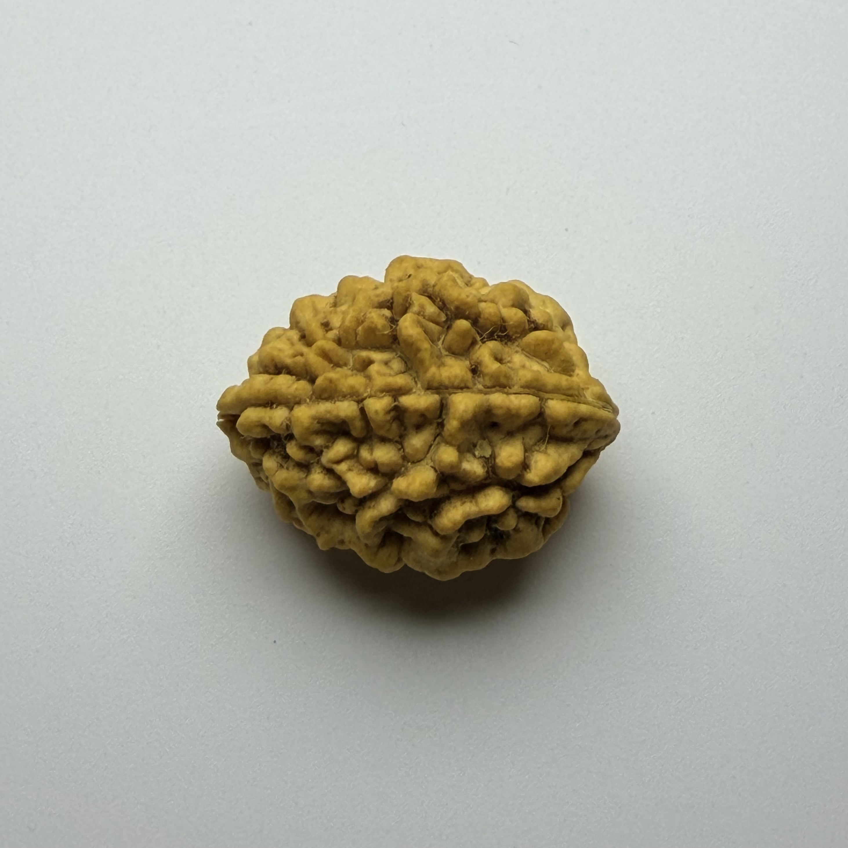 2 Mukhi Rudraksha
