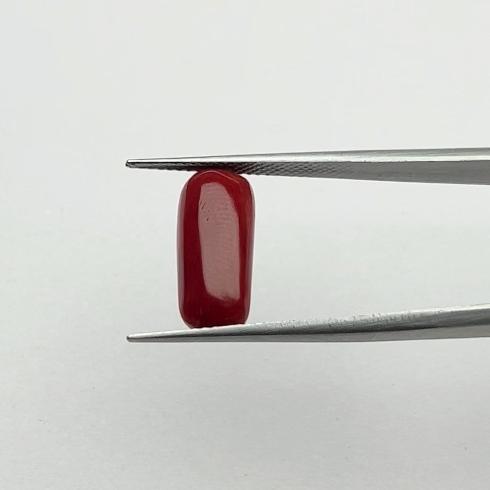 Red Coral | 6.50 Ratti