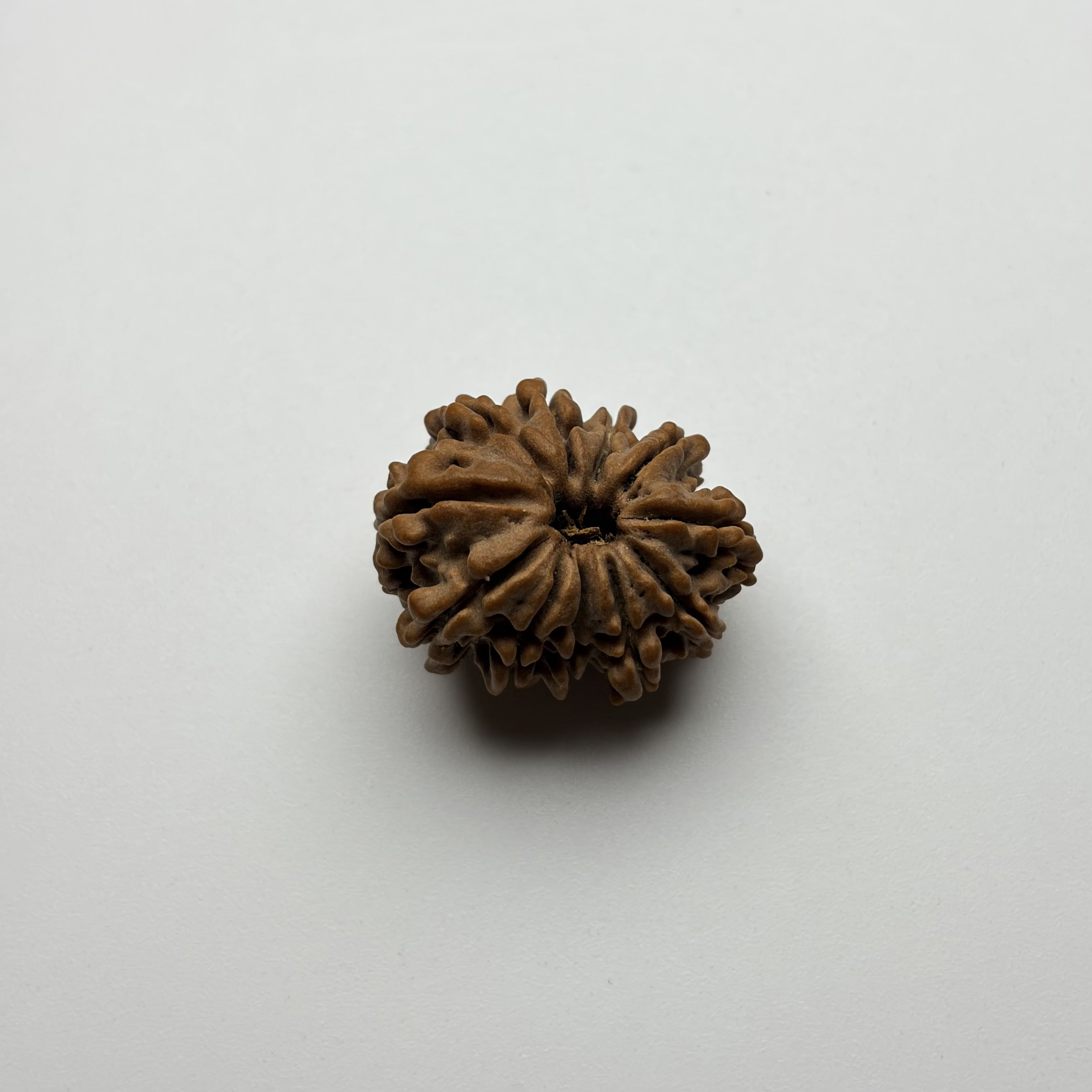 11 Mukhi Rudrksha