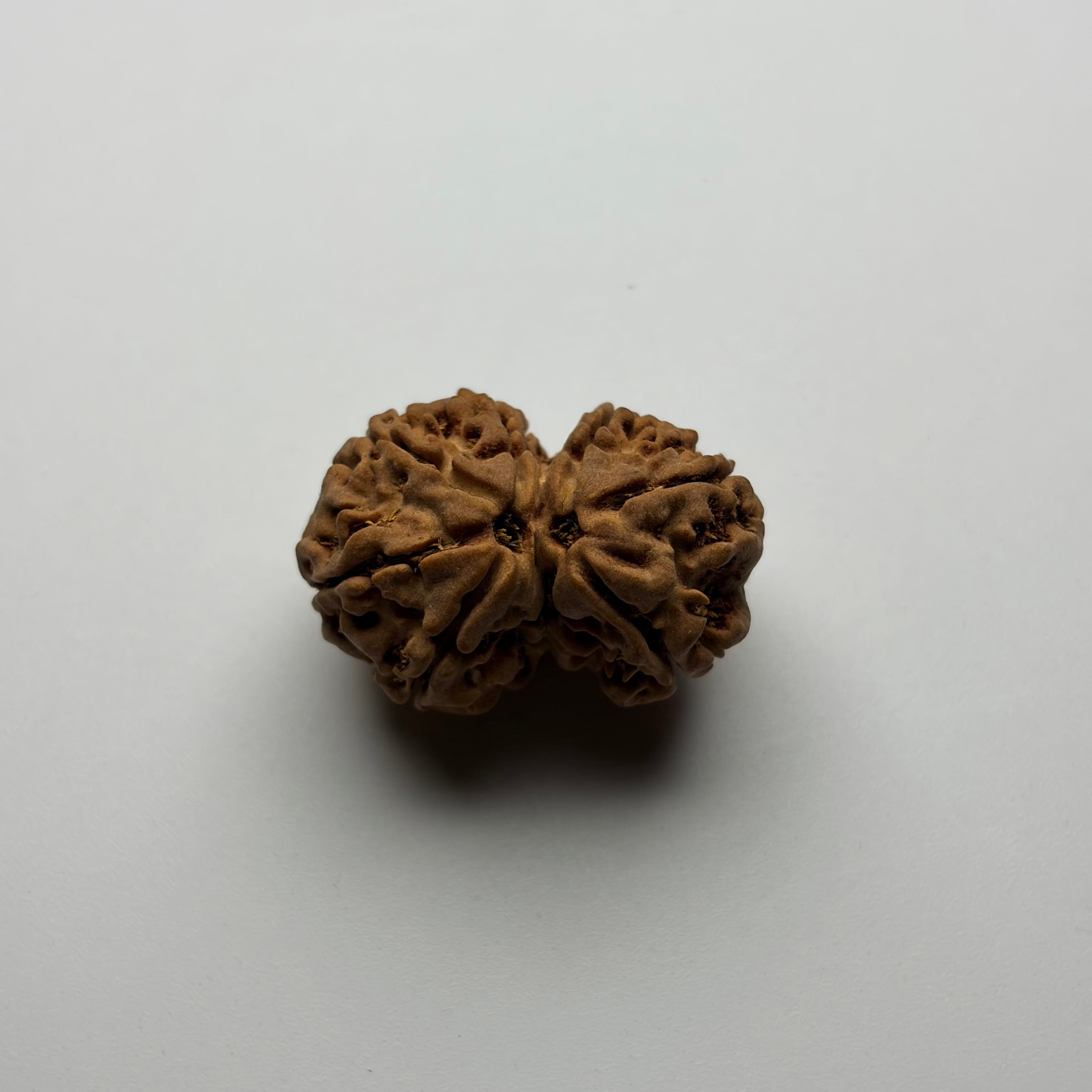 Gouri Shankar Rudraksha