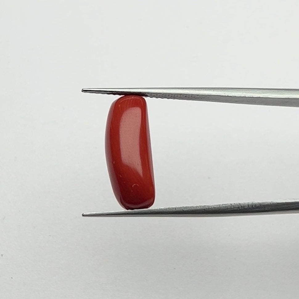 Red Coral | 7.00 Ratti