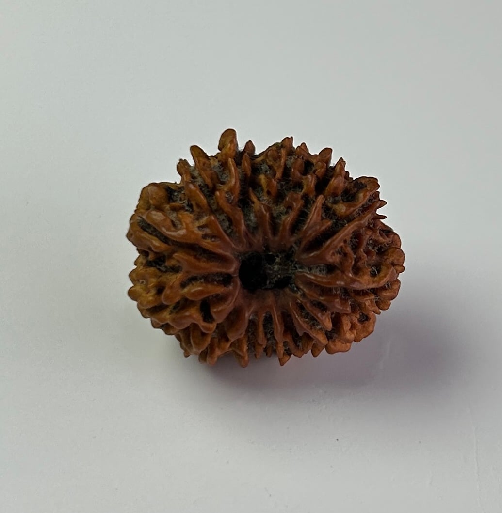 13 Mukhi Rudraksha