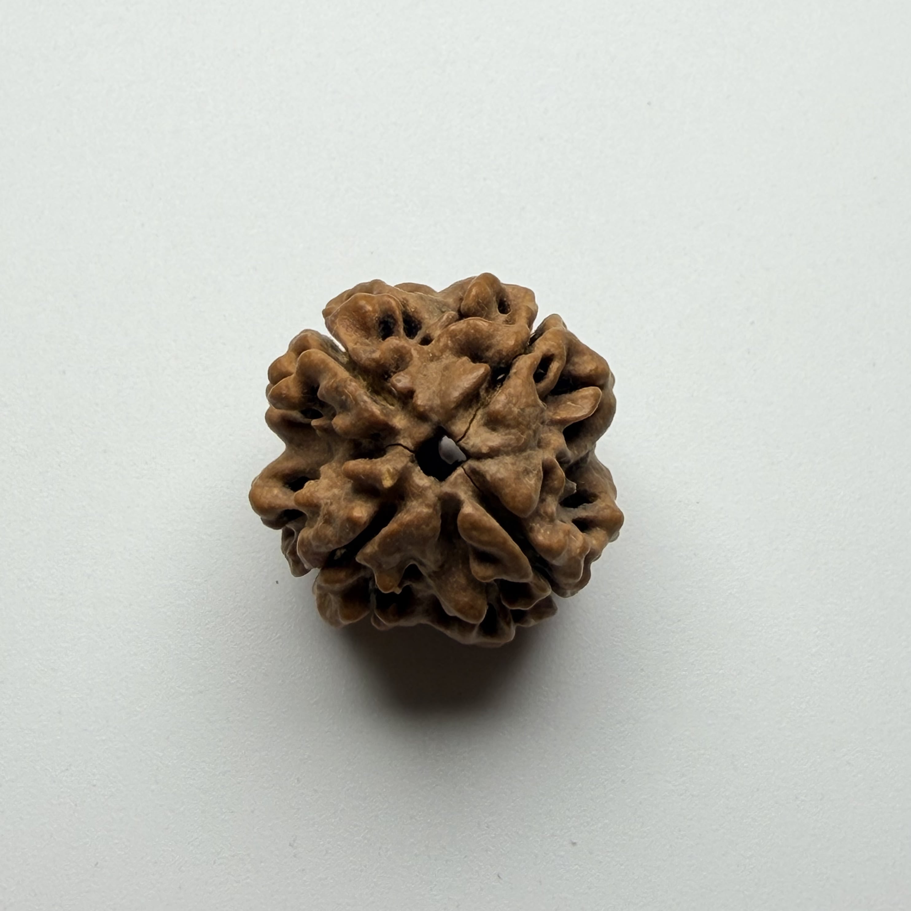 4 Mukhi Rudraksha