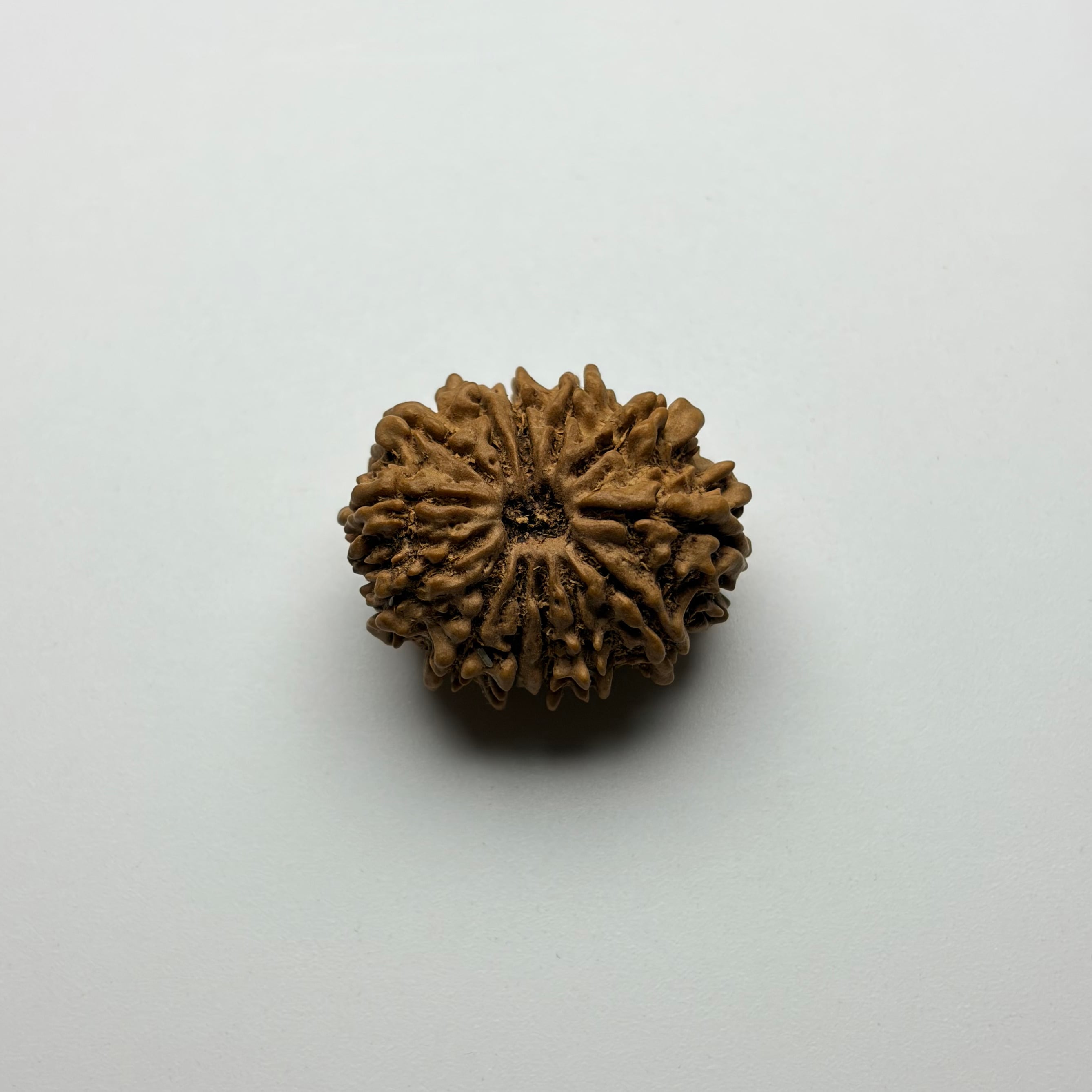 13 Mukhi Rudraksha