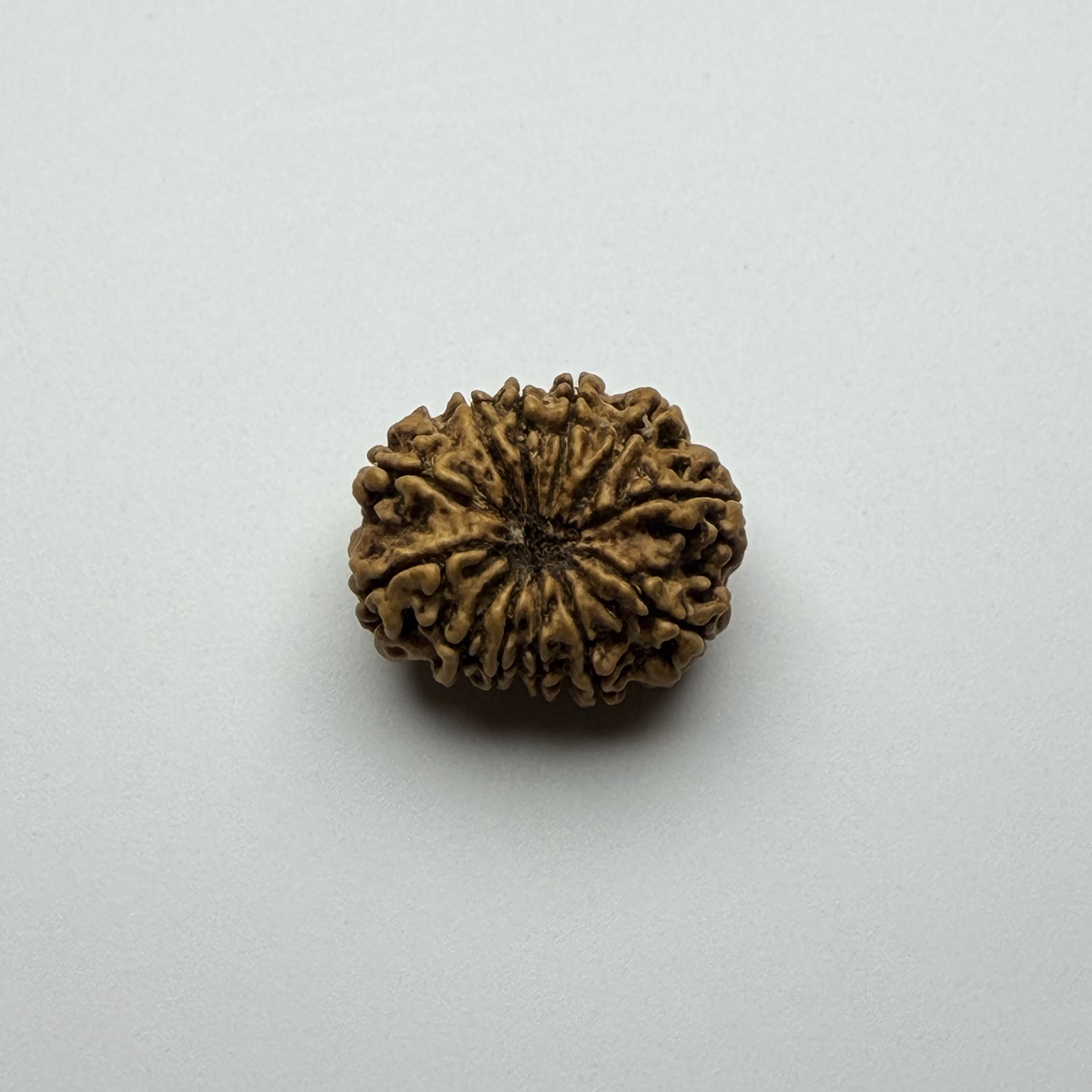 12 Mukhi Rudraksha