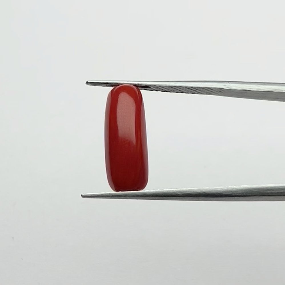Red Coral | 6.00 Ratti