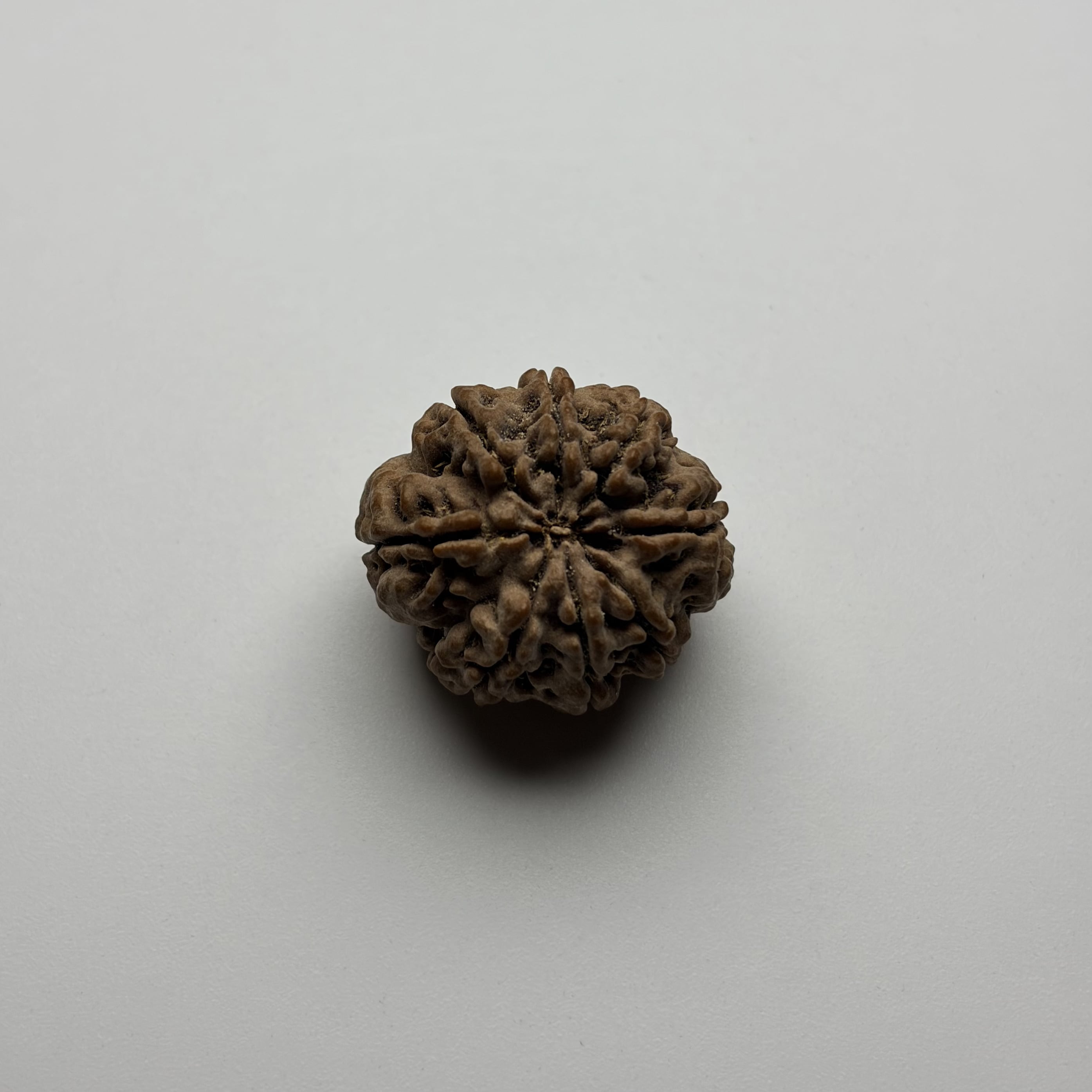 8 Mukhi Rudraksha
