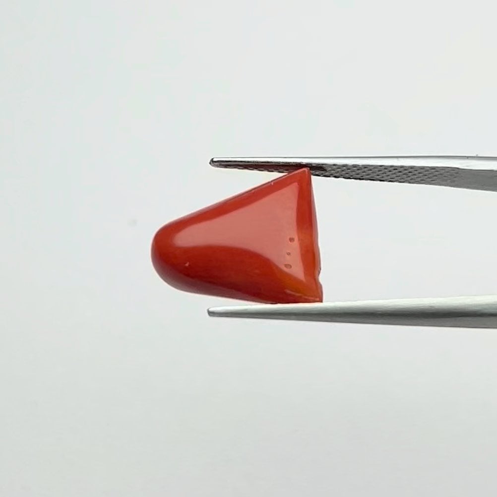 Red Coral | 8.00 Ratti
