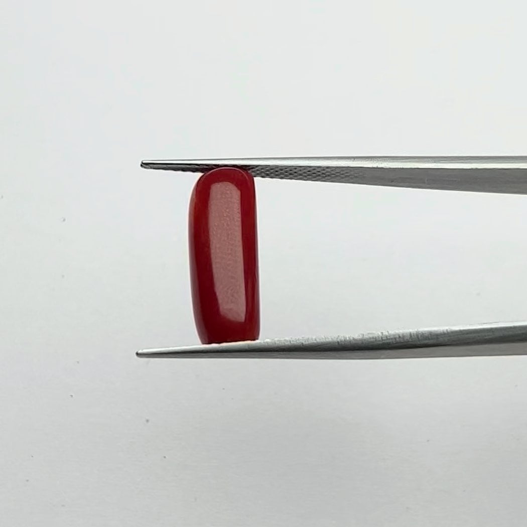 Red Coral | 5.50 Ratti