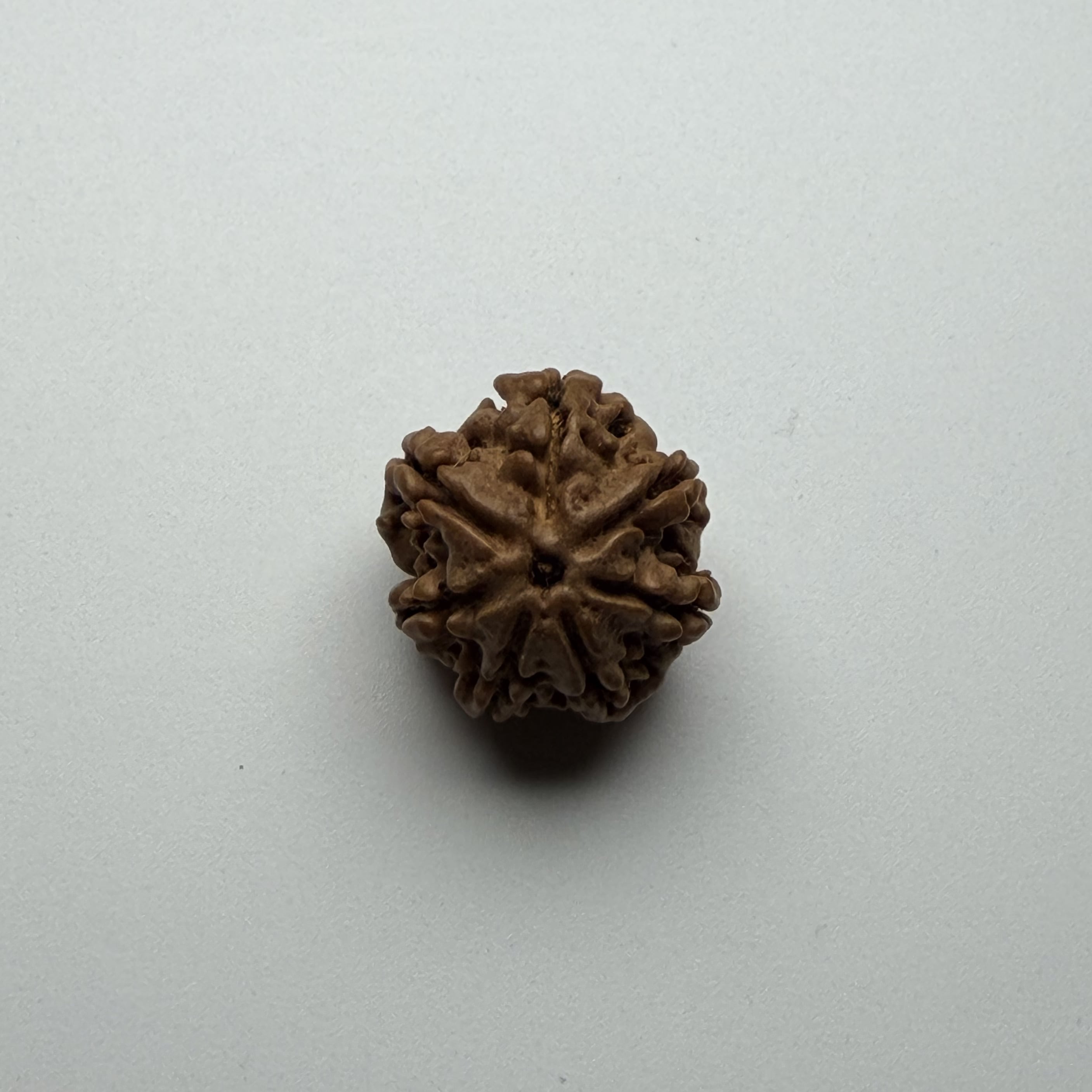 7 Mukhi Rudraksha