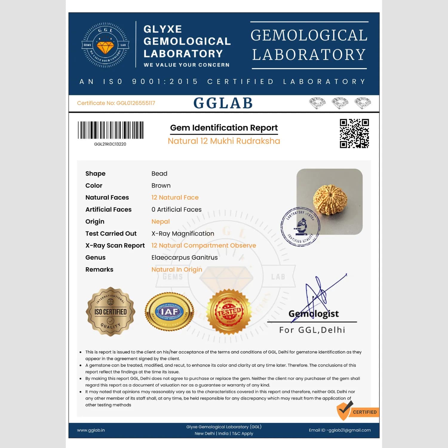 12 Mukhi Rudraksha