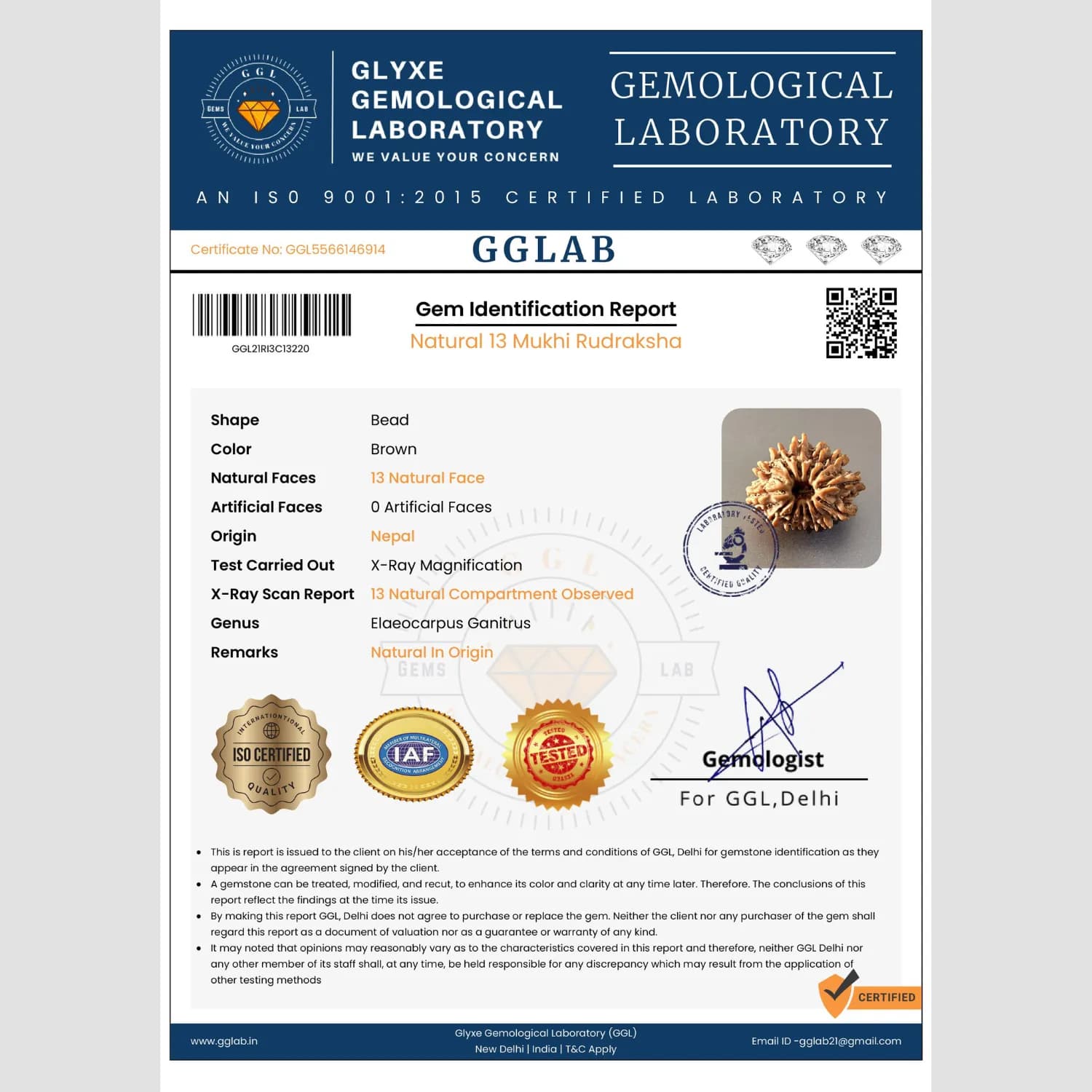 13 Mukhi Rudraksha