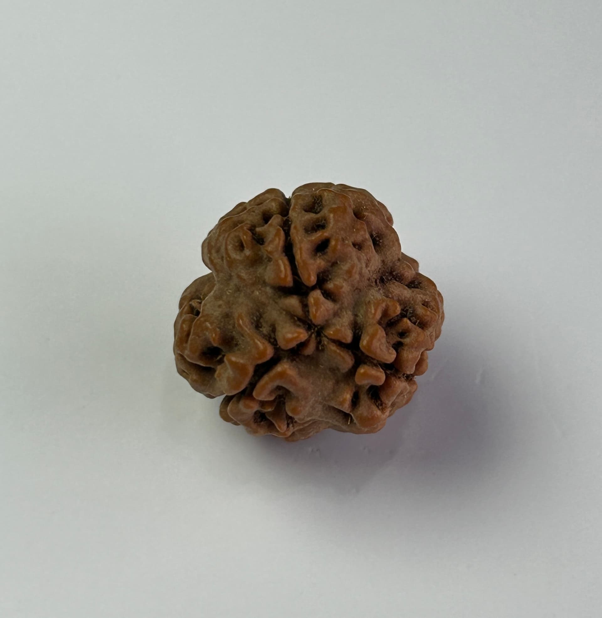 3 Mukhi Rudraksha
